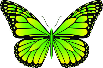 Danaus plexippus butterfly vector image for web design and print