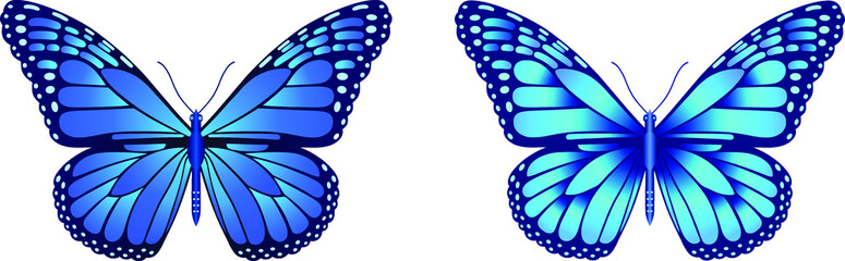 Danaus plexippus butterfly vector image for web design and print