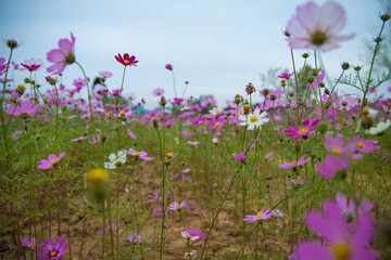 Obraz na płótnie Canvas Flower in Korea Anseung