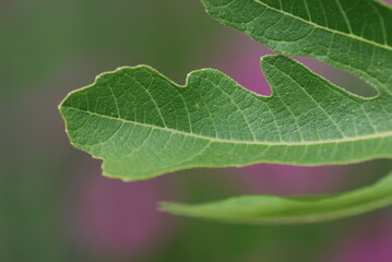 緑色の雑草のアップ