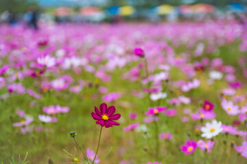 Flower in Korea Anseung