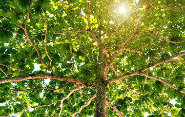 Obraz premium Low angle view of green trees and sun light