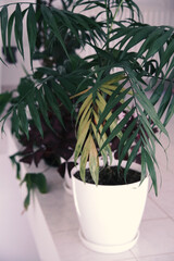 Potted plants in white interior. 
