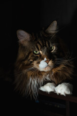 Maine Coon