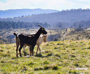 Obraz na płótnie Canvas Cabras en el monte cerca de un acantilado, rodeadas de un paisaje verde. Some goats in a mountain surrounded by a beautiful scenery. 