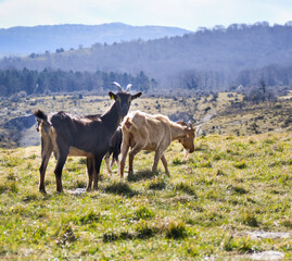 Fototapeta na wymiar Cabras en el monte cerca de un acantilado, rodeadas de un paisaje verde. Some goats in a mountain surrounded by a beautiful scenery. 