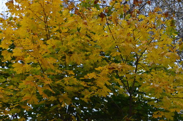 Naklejka na ściany i meble Yellowing autumn maple in the evening Park