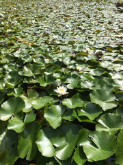 Lotus Pond, Leaves and Flower