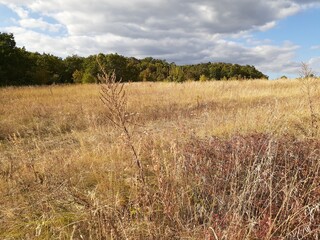 
field with ears on the background of the cloudy sky