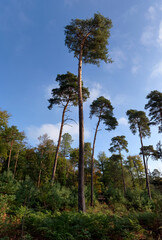 Pine trees in Fontainebleau forest. Autumn saison