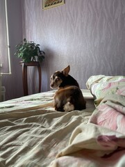 dog in bed