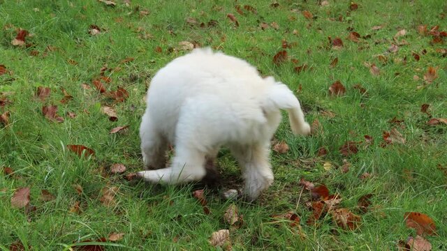 Goldendoodle-Welpe gr&auml;bt in Mausenest