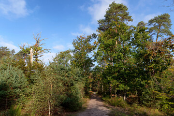 Fototapeta na wymiar Footpath in autumn season. Fontainebleau forest