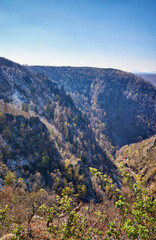 Forest with snow in the Harz mountains in Thale. Saxony-Anhalt, Germany