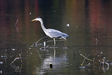 Fischreiher, Graureiher