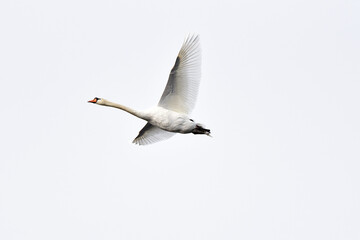 Schwan im Flug