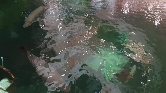 Arapaima gigas pirarucu swimming around in a pond among the largest freshwater fish