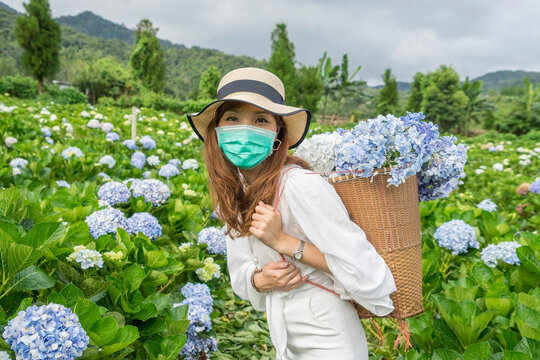Asian tourists, beautiful women wearing surgical masks, touring hydrangea flower gardens and admiring the fragrant flowers of northern Thailand.
