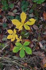 Small chestnut sprout in the autumn Park