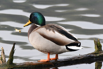 Ente am Wasser