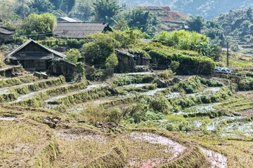 Fototapeta na wymiar Rice Fields, rice terrace Paddy in Sa Pa Lao Cai Vietnam in Asia