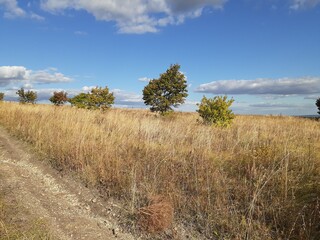
yellow field in Saratov region, Russia