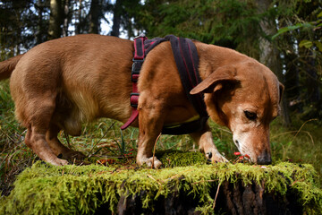 Dackel Mischling schnüffelt im Moos, Hund mit kurzen Beinen, betagter Dachshund auf Fährtensuche im Wald © EvaRuth