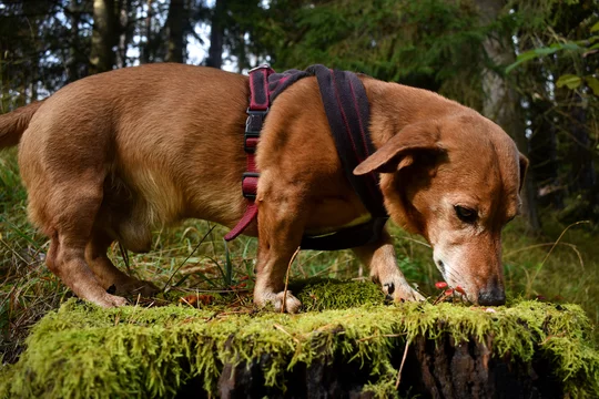 Dackel Mischling schnüffelt im Moos, Hund mit kurzen Beinen, betagter  Dachshund auf Fährtensuche im Wald Stock Photo | Adobe Stock