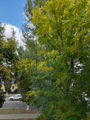 
beautiful tree in the Saratov region, Russia