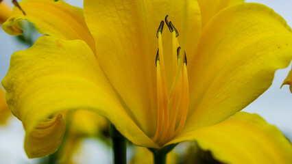 close up of yellow flower