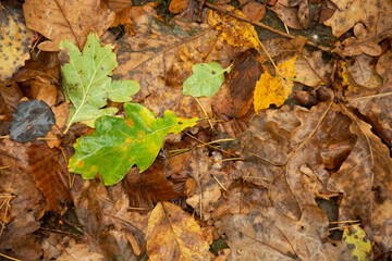 A wet green oak leaf against a background of brown leaves