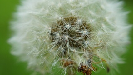 dandelion seeds