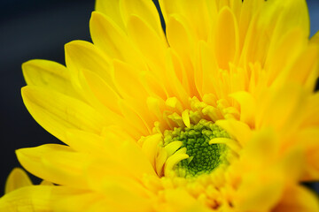 お盆のお供え用の菊