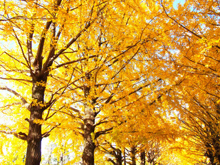 昭和記念公園のイチョウ並木