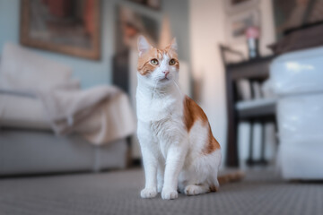 gato blanco y marron con ojos amarillos se sienta sobre la alfombra