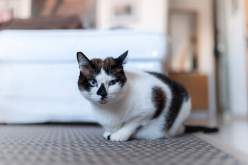 gato blanco y negro con ojos azules sentado sobre la alfombra