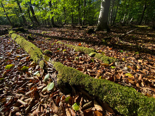 Having a walk through a forest in the natural reserve called Mönchbruch in Hesse, Germany at a sunny day in autumn.