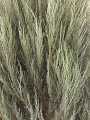 
light green needles on thuja branches