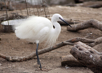aigrette blanche