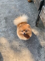 pomeranian spitz puppy