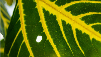 close up of a leaf