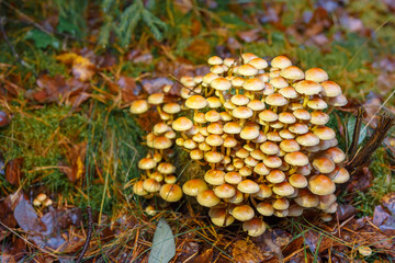 Armillaria mellea - mushrooms growing on a rotten tree stump.