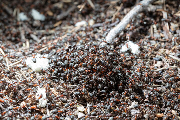 big forest ants in a native habitat
