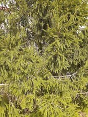green and fluffy spruce branches