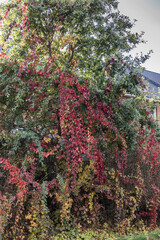 Trittau - beautiful colored autumn  foliage