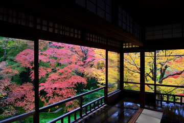 Fototapeta na wymiar 和室から眺める秋の日本庭園