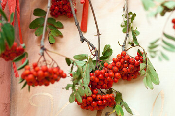 Close up of hanging red rowan berries with green branches and red ribbons