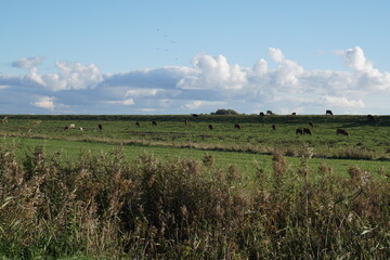 Vögel an der Nordseeküste