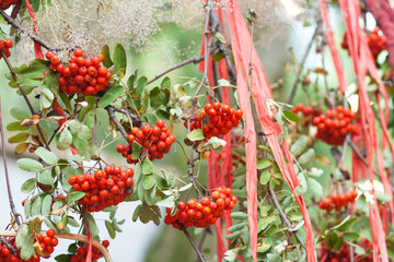 Close up of hanging red rowan berries with green branches and red ribbons