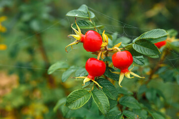 Red rosehip berries in a vegetable garden